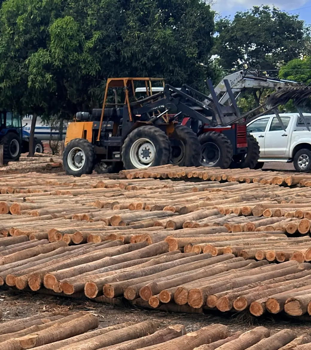 Pátio da Eucateca com palanques de teca organizados em fileiras e máquinas de movimentação ao fundo