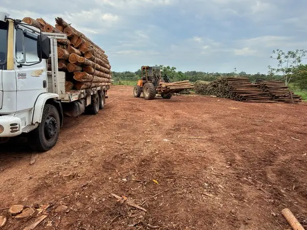 Caminhão carregado com toras de teca chegando ao pátio